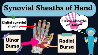 Synovial Sheaths of Hand  Ulnar Bursa Radial Bursa and Digital Synovial Sheath  Hand Anatomy [upl. by Hocker]