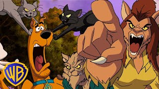 ScoobyDoo  Cats 🐱 vs Dogs 🐶  wbkids​ [upl. by Balbur]