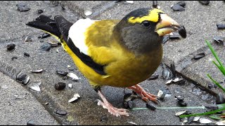 Gros becs errants chant  Evening Grosbeak song [upl. by Materse100]