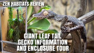 Meet My Giant Leaf Tail Geckos  Zen Habitat Enclosure Review Uroplatus Fimbriatus enclosure Tour [upl. by Juta]