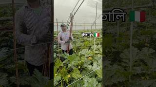 ইতালিতে একমাস যাবত এসেই একটি মিষ্টি কুমড়ার বাগানে কাজ পেয়েছে ভাইটি। [upl. by Leonore427]