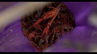 CrawfishTales  Louisiana Crawfish Company [upl. by Ylac]