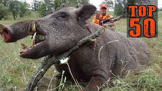 TOP 50 YABAN DOMUZU AVI UNUTULMAZ SAHNELER AMAZING WILD BOAR HUNTS CHASSE AU SANGLIER HOG HUNTS [upl. by Llerdna]