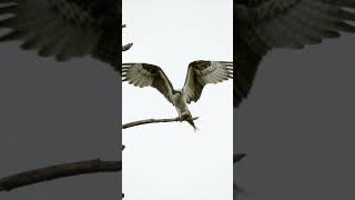 Osprey Leaves to Find More Suitable Dining Area wildlife osprey [upl. by Rimisac]