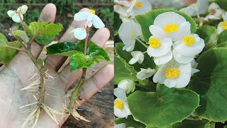 Begonia plant propagation  how to propagate begonias from cuttings  begonia plant care [upl. by Lorinda58]