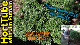 Dwarf Yaupon Holly in 2 Minutes  Best Plant For Tough Conditions [upl. by Pember635]