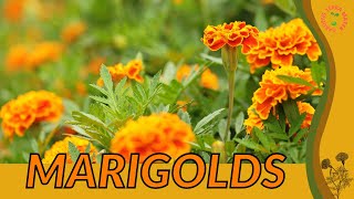 MARIGOLDS Growth Growing and Care Tips companion planting uses origins Tagetes patula [upl. by Ennairda]