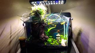 Easy 3 Gallon Nano Guppy Aquscape Aquarium [upl. by Oj594]