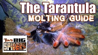 Tarantula Molting Guide  Signs of Premolt [upl. by Haneehs]