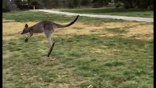 Kangaroos Arent Drunk Theyre Dying [upl. by Eeral]