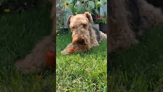 Airedale Terrier Enjoying a Carrot [upl. by Nodnar]