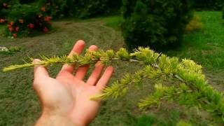 Cedrus deodara Aurea [upl. by Micco]