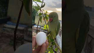 Parrot ke egg se bache nikal gye 🐣🦜 parrot birds pets animals shorts [upl. by Notlrak]