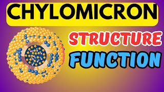 What are Chylomicrons Structure and Function [upl. by Ariela]