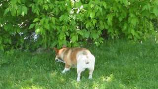 Corgis first outing after hip dysplasia FHO surgery [upl. by Farnham846]