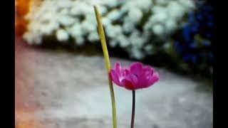 Lichfield Cathedral amp Garden Flowers 8mm 1960s [upl. by Zeus]