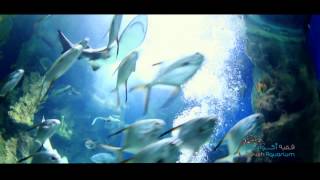 Fakieh Aquarium Documentary [upl. by Dolley970]