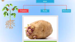 Modification of root stem and leaf  Macmillan Education India [upl. by Winter]