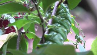 HUGE CATERPILLAR  Cecropia Caterpillar  Lake George NY 2012 [upl. by Odareg924]