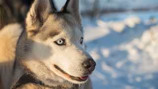 Training Your Siberian Husky Basics and Beyond [upl. by Arundel458]