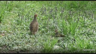 Heintges  Aufzucht und Wiedereinbürgerung von Rebhühnern [upl. by Roanna]