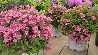 Czechmark Twopink® Weigela from Proven Winners®  Compact HARDY shrub LOADED with pink flowers [upl. by Poirer]