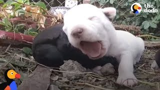 Protective Dog Mom Allows Crying Puppies to be Rescued  The Dodo [upl. by Ayekehs]