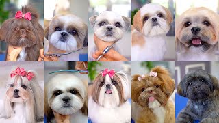 10 best grooming for shih tzu✂️❤️🐶 [upl. by Nolrak]