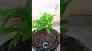 easy and fast method how to plant and grow custardapple fruit tree by stem [upl. by Ikkim630]