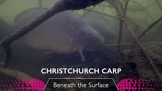 Breathtaking video footage of Christchurch carp including Single Scale [upl. by Assirol]