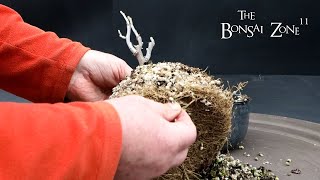 Pruning and Repotting My Wisteria The Bonsai Zone Feb 2024 [upl. by Bernhard]