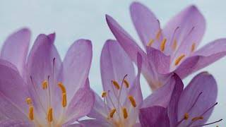 Top 5 Reasons to Grow Colchicum Add a Burst of Color to Your Autumn Garden [upl. by Prince]