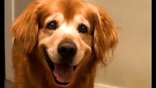 The Worlds Happiest Dog 😍  FUNNIEST Pets Of The Month [upl. by Kelby]