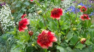 Growing dahlias in pots [upl. by Agnese103]