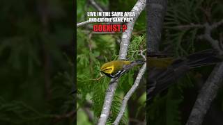 How do similar bird species COEXIST birds animal animals biology evolution [upl. by Anselmo]