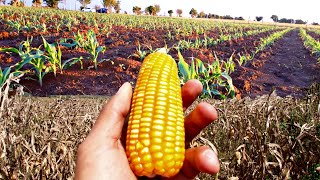 Como Sembrar Maíz🌽 Muy Fácil Paso a Paso Cultivo de Maíz Amarillo [upl. by Lee]