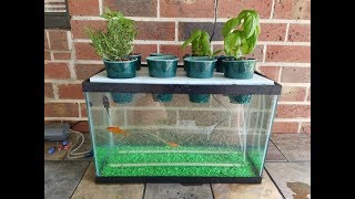 My DIY Aquaponics Aquarium Project [upl. by Higginson]