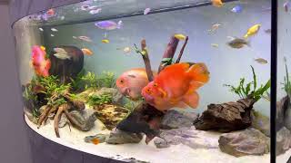 Rainbow Shark Denison Barb bubble Ram Bolivian Ram and Kingkong Parrot Fish [upl. by Htedirem216]