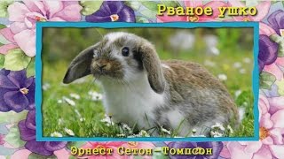 Рваное ушко Э СетонТомпсон аудиосказка для детей [upl. by Nehtanoj87]