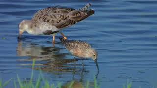 חופית מגלית בלבוש קיץ Curlew sandpiper in summer clothing [upl. by Masao]