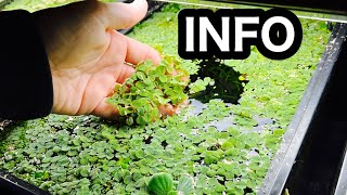 Salvinia Minima Aquarium Floating Plant [upl. by Nalda]