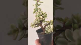 Portulacaria afra variegata minibonsai bonsai бонсай portulacariaafra [upl. by Samira355]