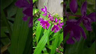 Spathoglottis plicata Orchidaceae family trending natureflowers flora gardenorchidflowers [upl. by Norraa715]