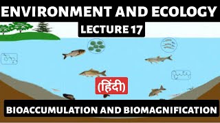 Bioaccumulation amp Biomagnification Explained  UPSC Environment amp Ecology  Detailed Analysis [upl. by Alasteir381]