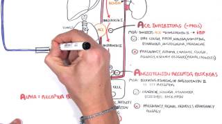 Pharmacology  Antihypertensives [upl. by Deehan]