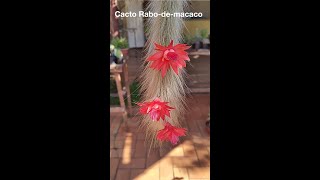 Cacto Rabodemacaco floresceu shorts [upl. by Beutner990]