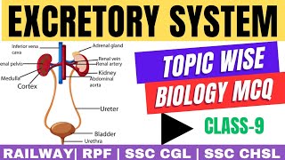 Understanding the Excretory System Architecture and Function  biology series class 9 [upl. by Anwat]