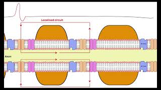 Myelinated neurone OCR A ALevel Biology Revision 513 Neuronal communication [upl. by Andreas]