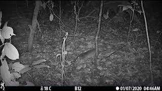 Camera Trap Video 090  Emins Giant Pouched Rat [upl. by Leffert]