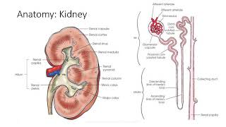 Anatomy of the Urinary System [upl. by Kubiak89]